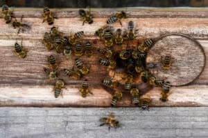 Agrobee, o “Uber das abelhas”, acelera expansão com IA, Banco do Brasil e prêmio internacional